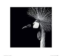 Nicolas Evariste (Balearica Regulorum 40 x 40 cm Toile Imprimée