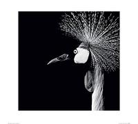 Nicolas Evariste (Balearica Regulorum 60 x 60 cm Toile Imprimée