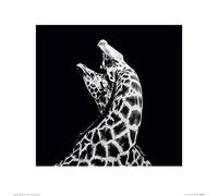 Nicolas Evariste (in Love 40 x 40 cm Toile Imprimée