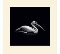 Nicolas Evariste (Pelecanus 40 x 40 cm montée d'impression