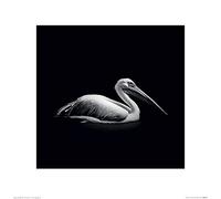 Nicolas Evariste (Pelecanus 40 x 40 cm Toile Imprimée