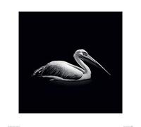 Nicolas Evariste (Pelecanus 60 x 60 cm Toile Imprimée