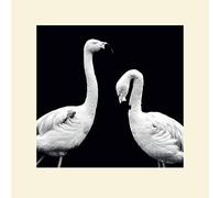 Nicolas Evariste (Phoenicopterus Roseus 40 x 40 cm Montée d'impression