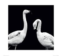 Nicolas Evariste (Phoenicopterus Roseus 60 x 60 cm Toile Imprimée