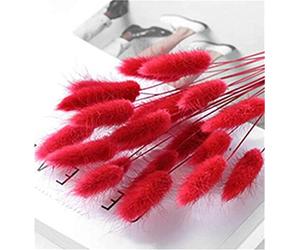 Nicole Knupfer Lot de 20 petites fleurs séchées naturelles de la pampa séchées pour décoration de jardin (rouge)