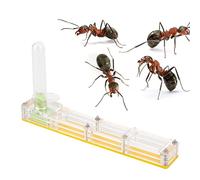 Nid de Fourmis en Acrylique pour élevage, boîte d’Exposition formicarium, Ferme à Fourmis avec Tour d’Eau intégrée pour l’humidification, Habitat Compact et Transparent pour (nid Jaune)
