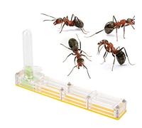 Atyhao Nid de Fourmis, fourmilière Château de Ferme d'élevage Insectes naturels Boîte de présentation Formicarium avec château d'eau hydratant(Jaune)