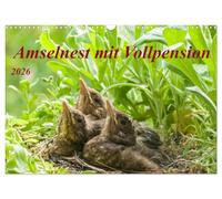 Nid de merles avec pension complète, Version française (Calendrier mural 2026 DIN A3 portrait), Calendrier CALVENDO mensuel