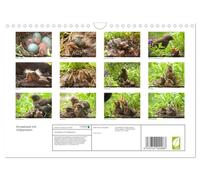 Nid de merles avec pension complète, Version française (Calendrier mural 2026 DIN A4 portrait), Calendrier CALVENDO mensuel