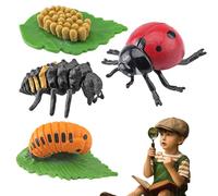 NIDONE Kit de Culture de coccinelles, Jouets du Cycle Vie pour Enfants, Figurines d'animaux Simulation, Jouets éducatifs pour garçons et Filles
