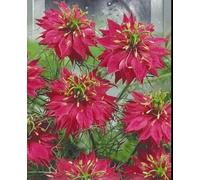 Nigelle de Damas Persian Rouge, Cheveux de Vénus - Diable dans le buisson