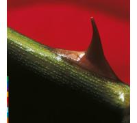 Night Song Vinyle