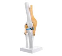 NIHENHAO Modèle de Squelette Flexible d'articulation du Genou Amical Humain Aide à l'apprentissage Amy PVC