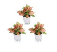 NingBright Pots de Fleurs Amusants Pot de jardinière en Plastique Simple et Moderne for Plantes succulentes, Paquet 1/3 Décoration de Porche(3pack,11.5 * 9cm)