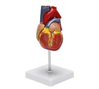 Niniang Modèle de Coeur Humain 1: 1,Modèle Cardiaque Anatomiquement Précis Anatomie Du Squelette pour le Modèle D'Enseignement D'Affichage de la Classe de Sciences