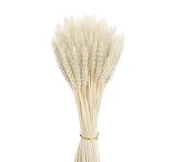 Niooce 100pcs Épis de blé séchés naturels de blé séché, pour accessoires de bouquet, décorations de maison ou de fête 40cm Blanc