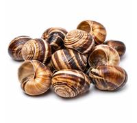 NIPORO Lot de 20 grandes coquilles d'escargot vides pour bricoler des crabes ermites pour décoration d'aquarium à peindre