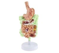 Nishiyuenyi Modèle Anatomique Gastro-intestinal Humain en Résine pour Étude Du Système Digestif avec Base Stable pour Enseignement et Exposition Scolaire