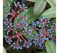 Nivéole à feuilles persistantes - Viburnum Davidii - 40-50 cm en conteneur