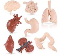NIVJS Modello di Organo Modèle d'organe Humain Modèle d'anatomie 3D Cerveau réaliste Coeur Poumon Foie Estomac Gros Intestin Modello anatomico
