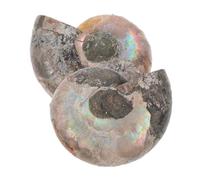 NIYANGLE 2 pièces Ammonite Fossile Naturelle avec Effet de Lune Ornement Feng Shui pour Collectionneurs Richesse et Relaxation Spécimen Minéral Océanique pour Garçons et Filles