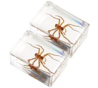 NIYANGLE Décoration d'Insecte en Résine Araignée Unique Artisanale 1.69X1.10X0.83 Pouces pour Bureau et Table à Domicile Conversation Naturelle