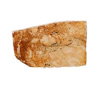 NIYANGLE Fossile de Poisson à Nageoires de Loup Spécimen Paléontologique Décoratif pour Enseignement Scientifique Décor de Créature Marine Ancienne Objet Éducatif et Collection Unique