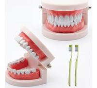 NIYATA 2Pcs Modele Demonstration Dentaire,Dentier Entrainement | Modele Dentaire avec 2 Brosse à Dents Plastique,pour Démonstration à Dents,Apprendre Aux Gens à Se Brosser Les Dents