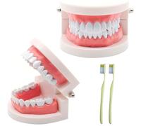 NIYATA 2Pcs Modele Demonstration Dentaire,Modele Dentaire Pedagogique,Modele Dentaire avec 2 Brosse à Dents Plastique,pour Démonstration à Dents,Apprendre Aux Gens à Se Brosser Les Dents