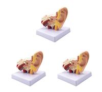 NJTHNTJR Lot de 3 modèles d'anatomie de l'oreille humaine 1,5X - Modèle professionnel de simulation de structure de l'oreille interne pour l'éducation