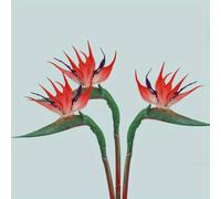 NKNLKS 3PCS Artificial Bird of Paradise Flowers, 22.8" Fake Strelitzia with Realistic Rubber Leaves, Silk Fabric Flowers for Home Wedding Party Decor, Tropical Floral Arrangements