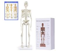 NLShan Modèle de squelette humain pour anatomie, 43,2 cm, mini modèle scientifique anatomique avec bras et jambes mobiles pour étudier les détails de base du système squelettique humain