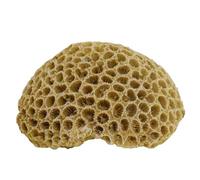 Nobby Aqua Ornaments Corail 10,8 x 9 x 5 cm