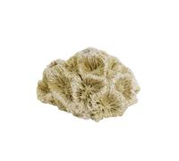 Nobby Aqua Ornaments Corail 6,8 x 6,3 x 4 cm
