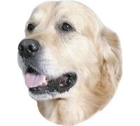 Nobby Autocollants Golden Retriever 120 x 150 mm, lot de 2