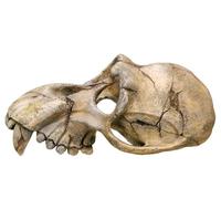 Nobby Crâne de Singe Décoration pour Aquarium 22,5 x 14,5 x 11 cm