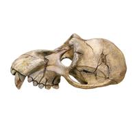 Nobby Décoration D'Aquarium Crâne De Singe 22,5Cm Pour Eau Douce Et Eau De Mer