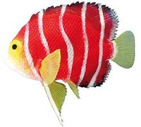 Nobby Décoration pour Aquariophilie Scalaire Flottant 11 cm