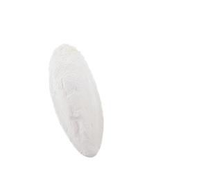 Nobby Sepia-Coquilles 5-6 Pouces, Carton 1 kg