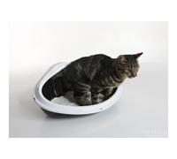 Nobby Toilette D'Angle Concha XL Pour Chats 51x38x22,5 Cm Vert/Gris