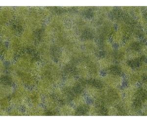NOCH 07250 Plante couvre-sol aménagement paysager vert moyen