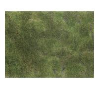 NOCH 07251 Plante couvre-sol aménagement paysager vert olive