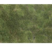 NOCH 07251 Plante couvre-sol aménagement paysager vert olive