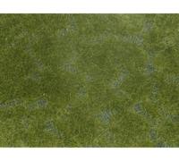 NOCH 07252 Plante couvre-sol aménagement paysager vert foncé