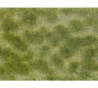 NOCH 07253 Plante couvre-sol aménagement paysager vert, beige