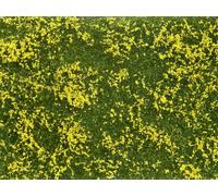 NOCH 07255 Plante couvre-sol aménagement paysager jaune