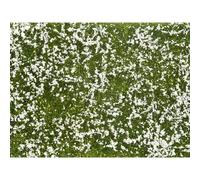 NOCH 07256 Plante couvre-sol aménagement paysager blanc