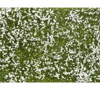 NOCH 07256 Plante couvre-sol aménagement paysager blanc