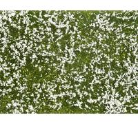 NOCH 07256 Plante couvre-sol aménagement paysager blanc