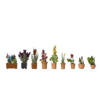 Noch – Plantes d'ornement en pots 14012 – Pré-peintes, 9 pièces, Échelle H0/00 1:87